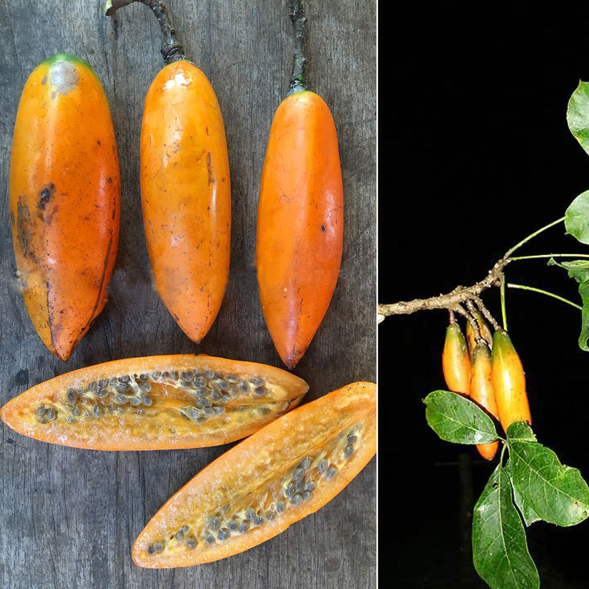Chamburo Fruit Plant (Jacaratia digitata)
