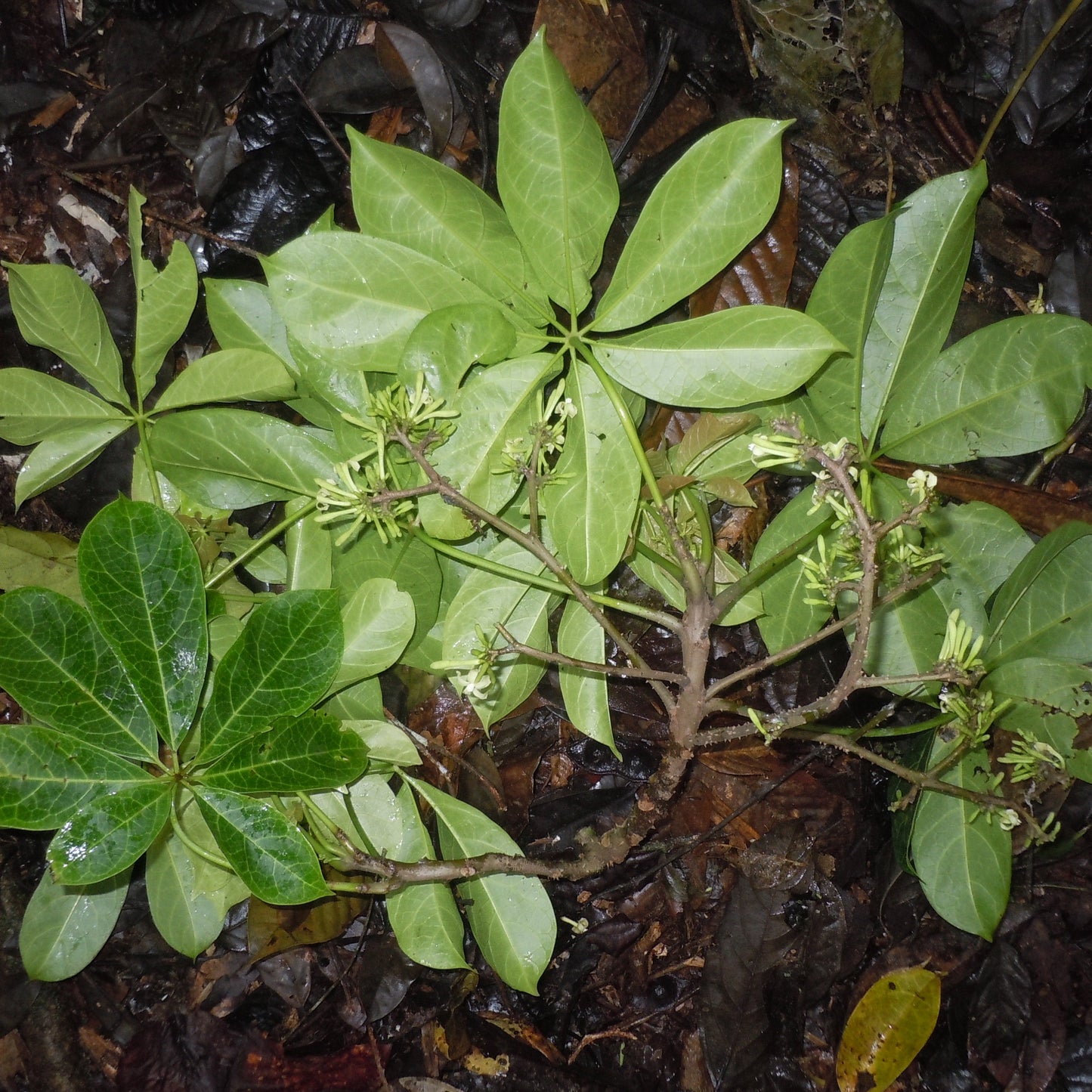 Chamburo Fruit Plant (Jacaratia digitata)