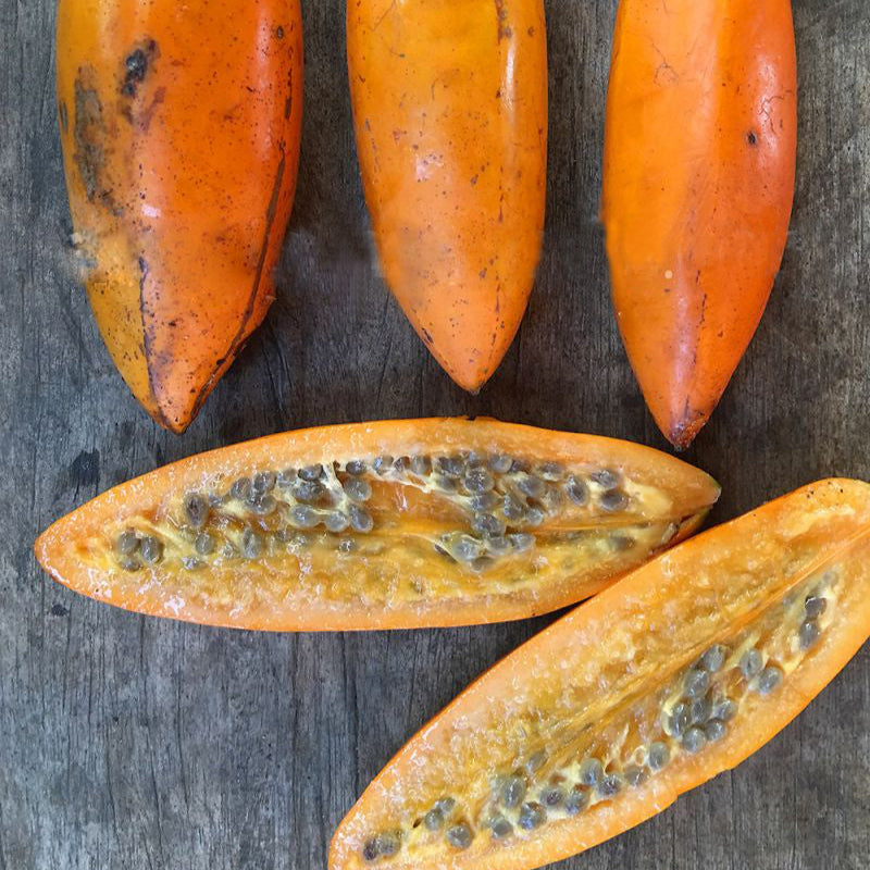 Chamburo Fruit Plant (Jacaratia digitata)