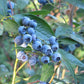 Berryland 1 Blue Berry LIve Plant ( Vaccinium corymbosum)
