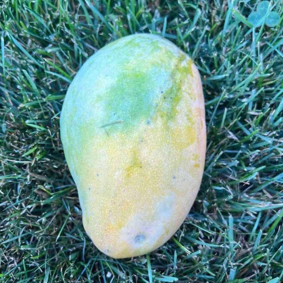 Val-Carrie' Mango Live Plant (Mangifera indica)