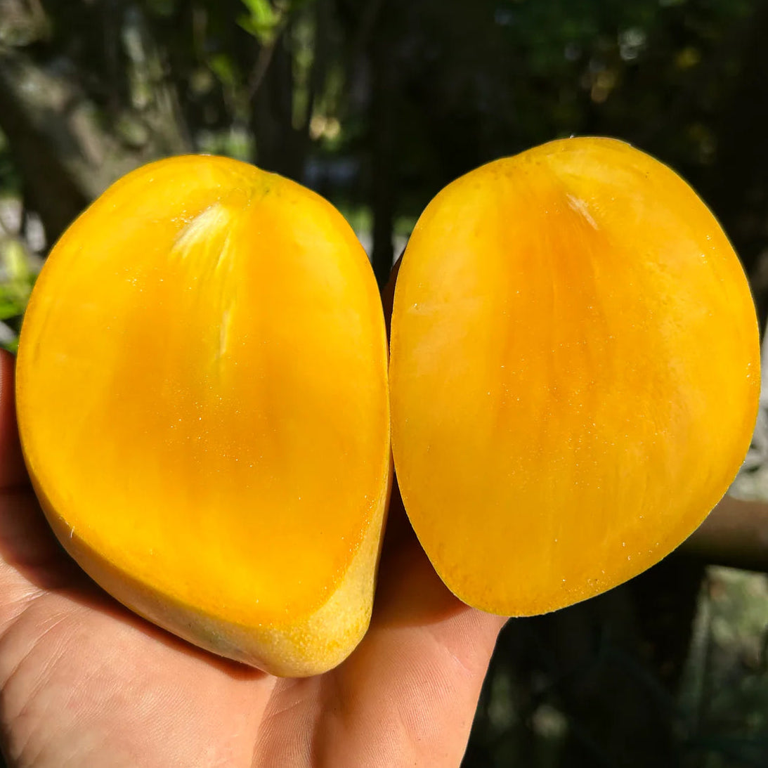 Val-Carrie' Mango Live Plant (Mangifera indica)