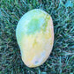 Val-Carrie' Mango Live Plant (Mangifera indica)