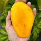 Val-Carrie' Mango Live Plant (Mangifera indica)