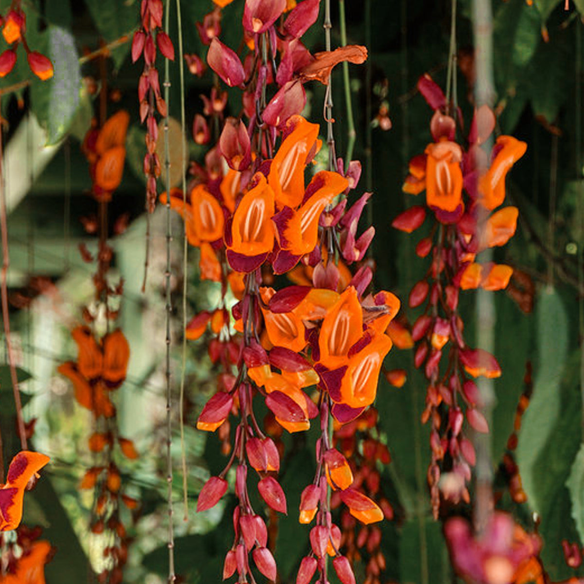 Varigated Thunbergia Live Plant (Thunbergia mysorensis )