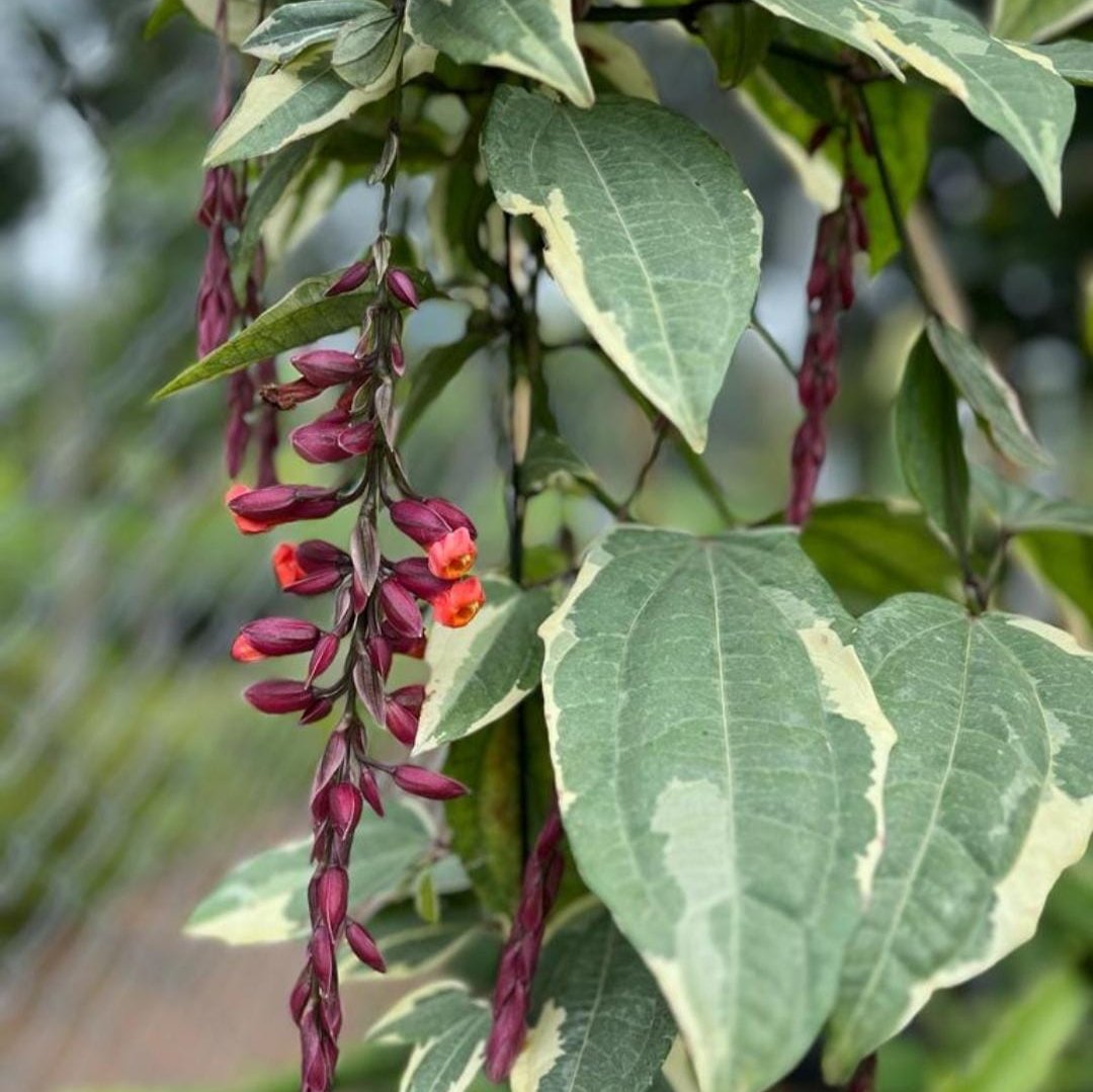 Varigated Thunbergia Live Plant (Thunbergia mysorensis )