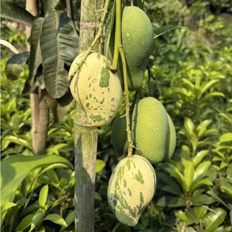 Variegated Mango Live Plant (Chalta Khas) Mangifera indica