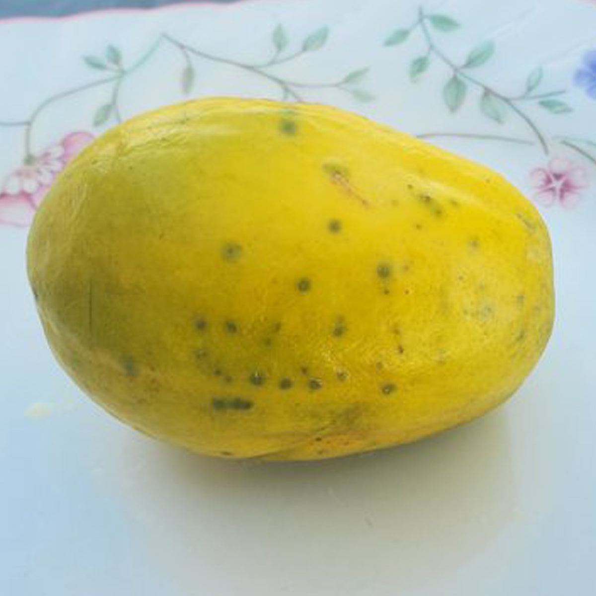 Toronche Live Plant (Vasconcellea stipulata)