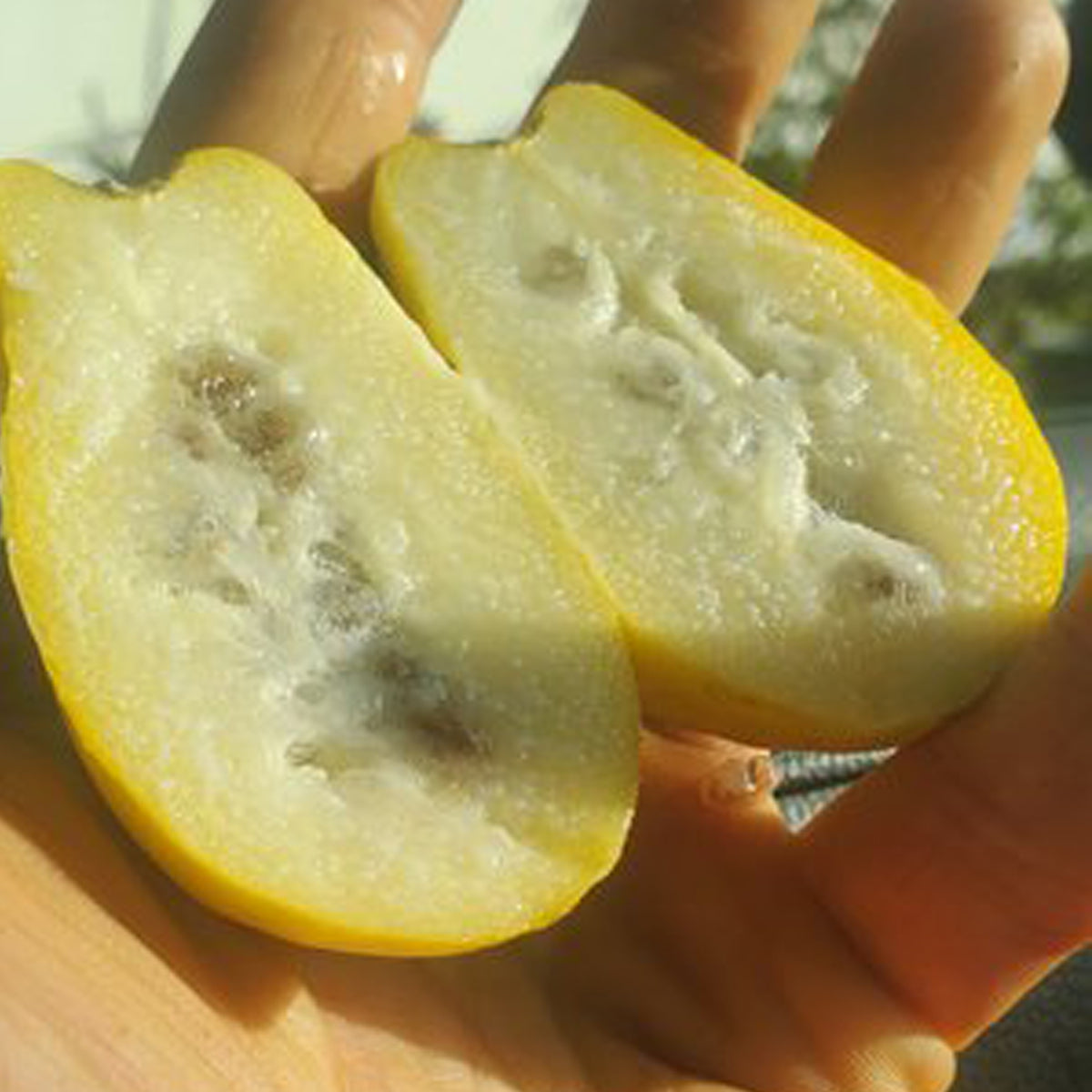 Toronche Live Plant (Vasconcellea stipulata)