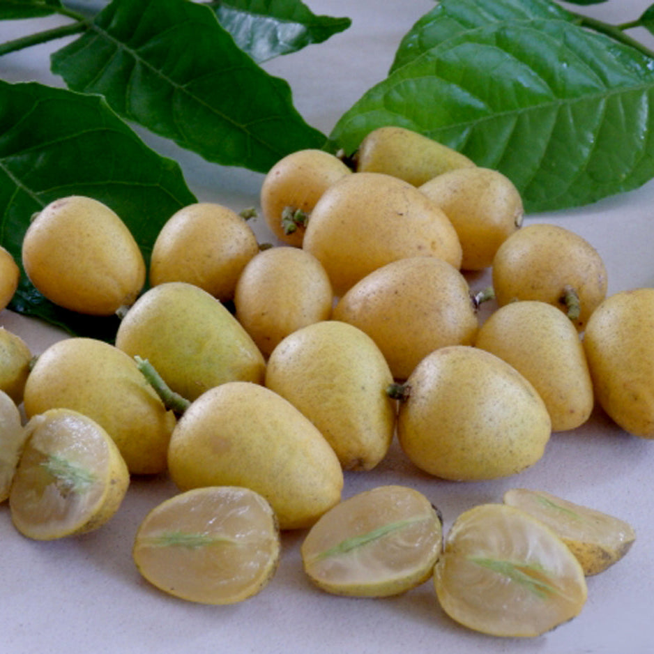 Wampee Fruit Plants (Clausena Lansium)