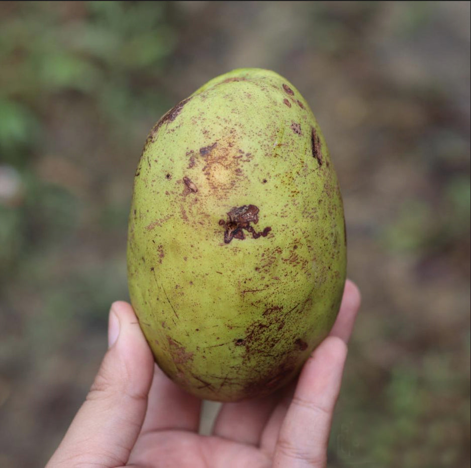 Wani White Mango Live (Mangifera caesia)