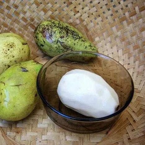 Wani White Mango Live (Mangifera caesia)