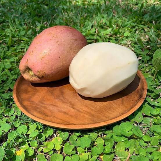Wani White Mango Live (Mangifera caesia)