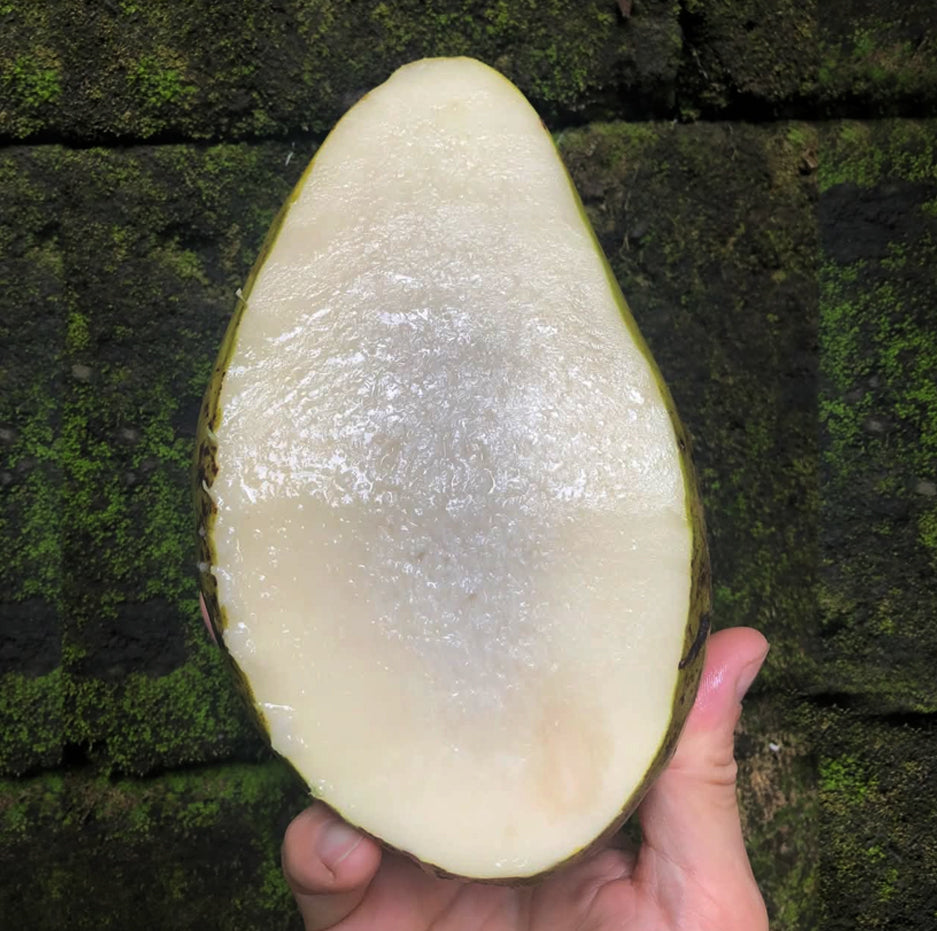 Wani White Mango Live (Mangifera caesia)