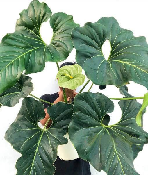 anthurium brownii aff Anthurium Brownii LIve Plant – veliyathgardens