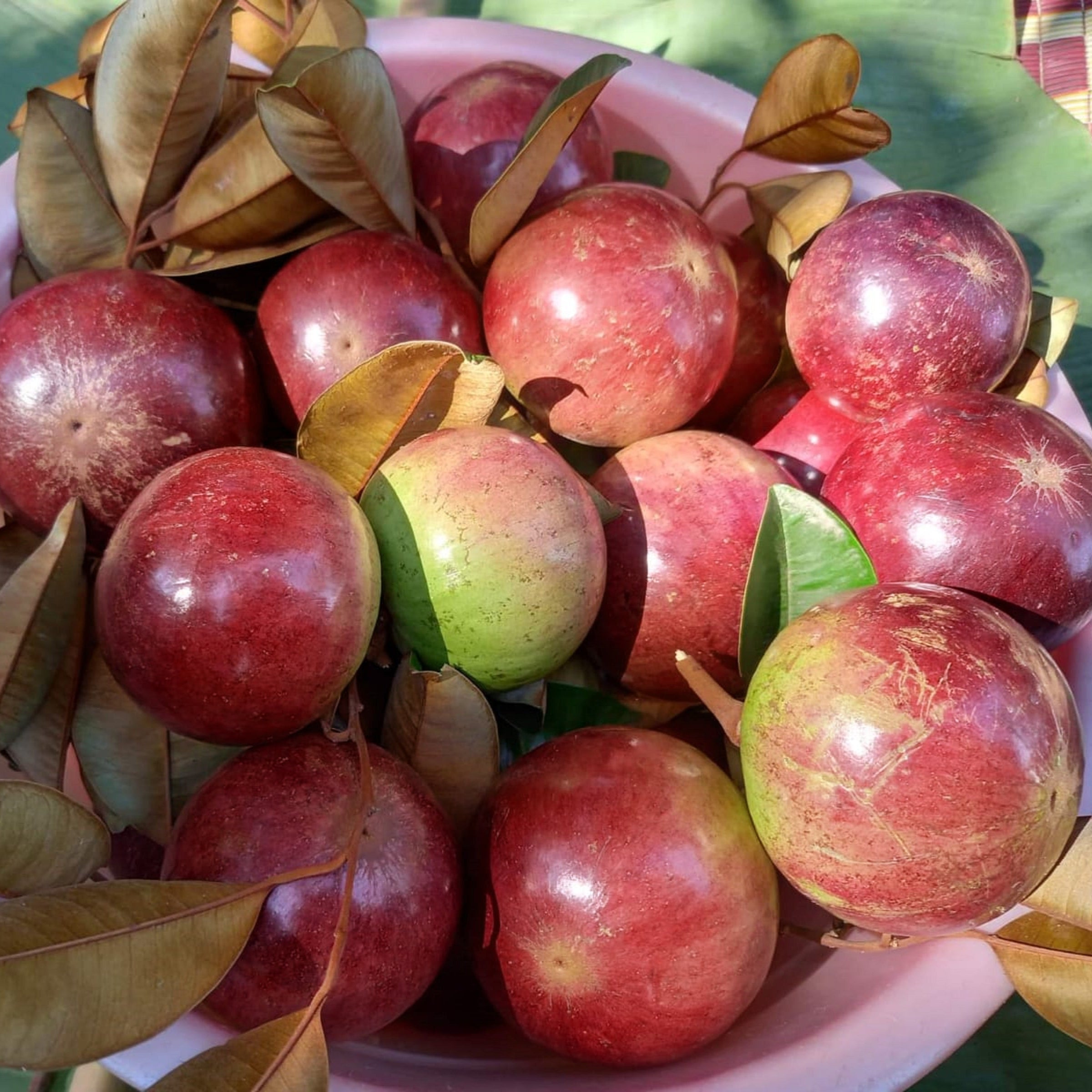 Red Star Apple Live plant (Chrysophyllum Cainito)