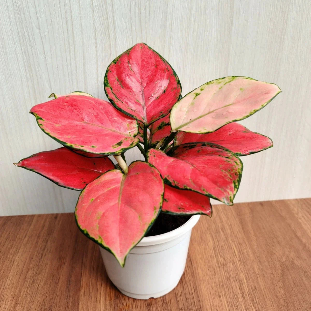 Aglaonema Diamond Red Live Plant (Aglaonema modestum)