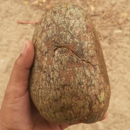 Gigante de Maranhao Custard Apple Live Plant (Annona aff. coriaceae)