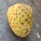 Maranhão Ultra Orange Custard Apple Live Plant (Annona aff. coriaceae)