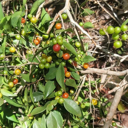 Guavaberry Live Plant (Myrciaria floribunda)