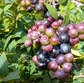 Tropical Blue Berry Live Plant (Vaccinium meridionale)