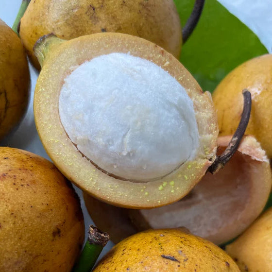 Garcinia leptophylla Live Plant (Garcinia leptophylla)
