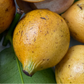 Garcinia leptophylla Live Plant (Garcinia leptophylla)