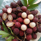 Redan Fruit Live Plant (Nephelium maingayi)