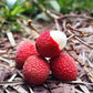 Korlan Fruit Plant (Nephelium hypoleucum)
