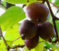 Kiwi Purpurna Sadowa Live Plant (Actinidia arguta)