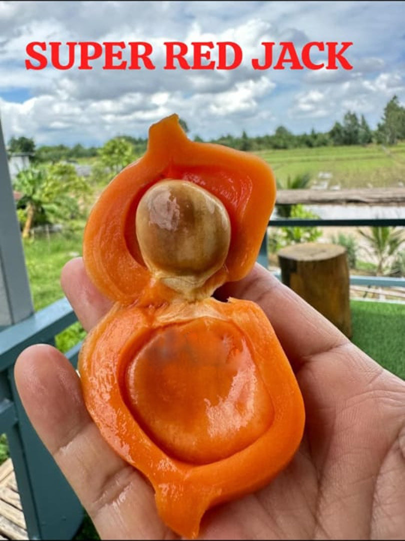 Super Red Jack Live PLant (Artocarpus heterophyllus)