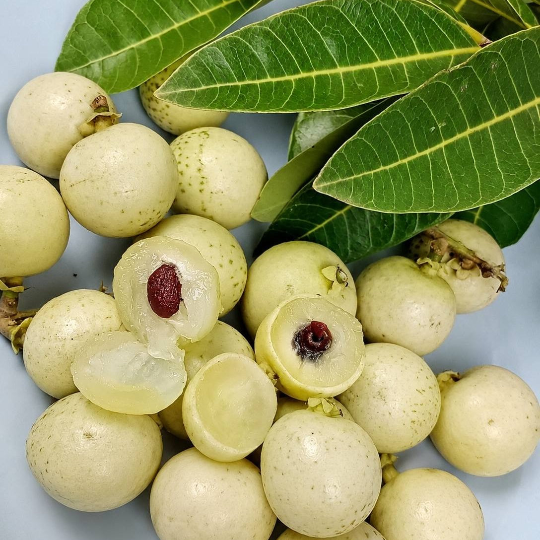 White Longan Live Plant (Dimocarpus longan)