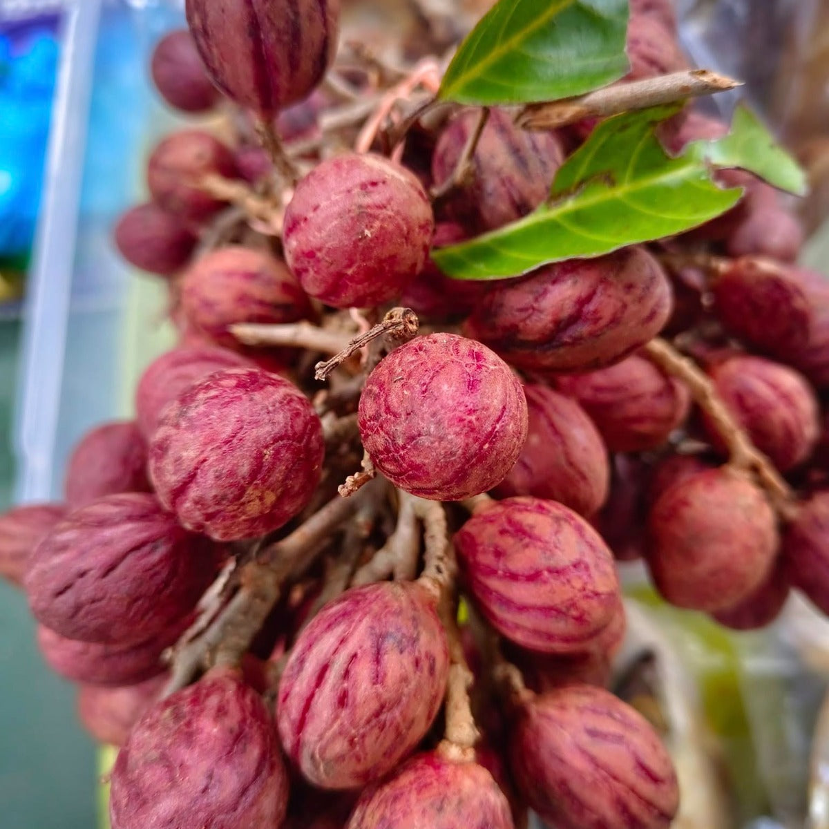 Redan Fruit Live Plant (Nephelium maingayi)