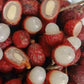 Redan Fruit Live Plant (Nephelium maingayi)