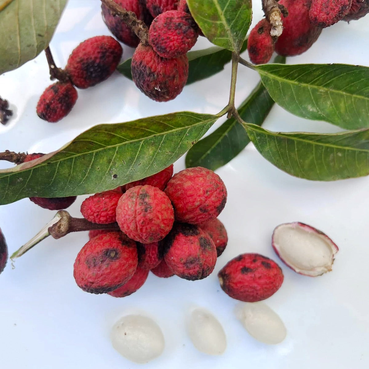 Korlan Fruit Plant (Nephelium hypoleucum)