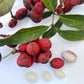 Korlan Fruit Plant (Nephelium hypoleucum)