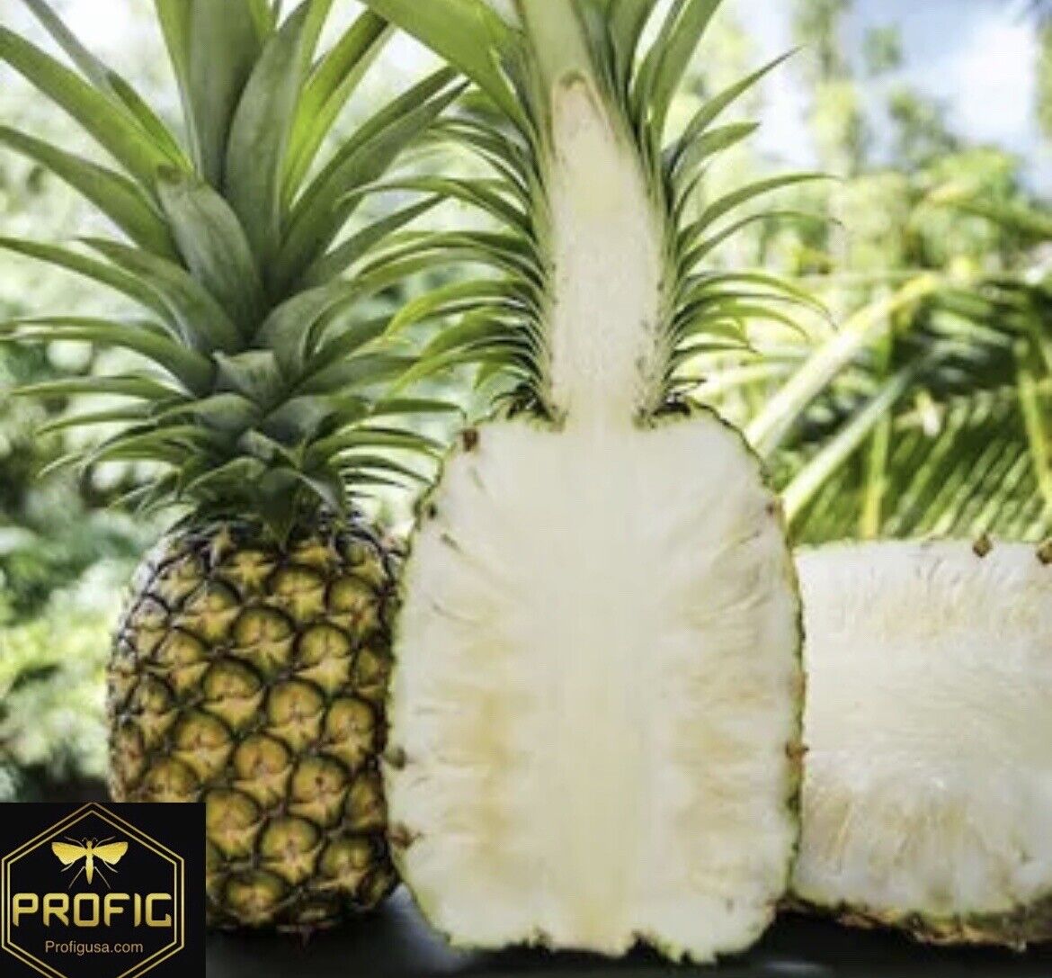 white jade pineapple plant care White Jade Pineapple Live Plant (Ananas comosus 'White Jade') – veliyathgardens