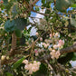 White Jamun Live Plant (Syzygium cumini)