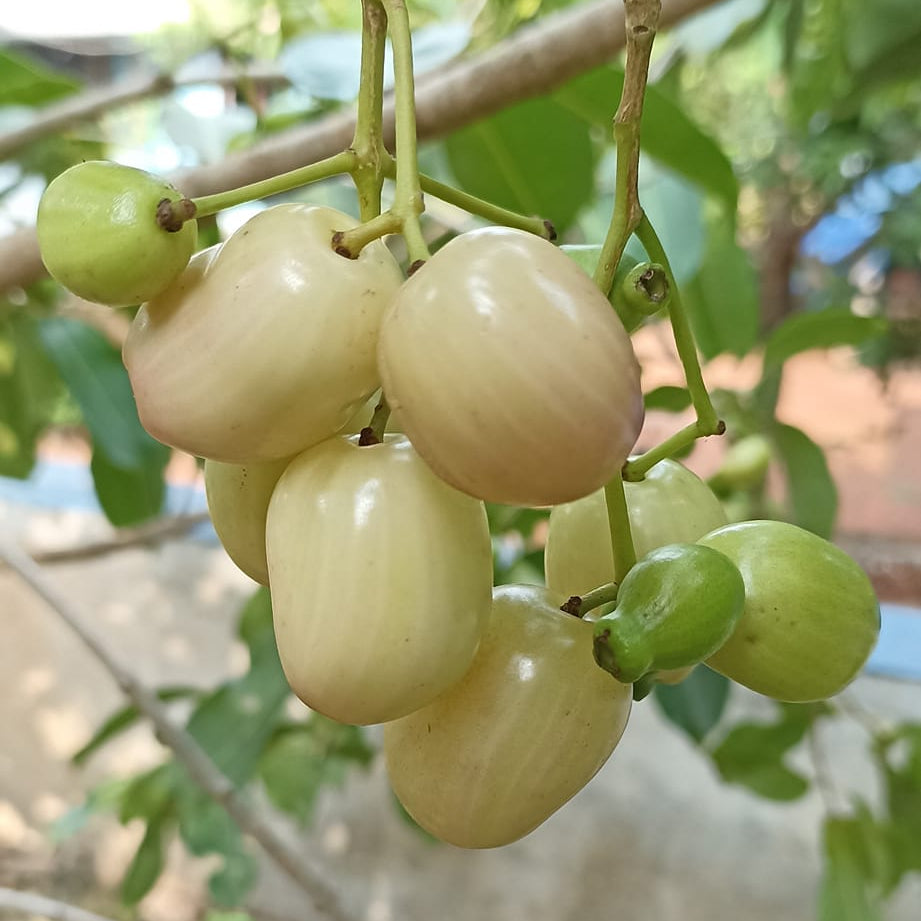 White Jamun Live Plant (Syzygium cumini)