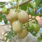 White Jamun Live Plant (Syzygium cumini)