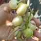 White Jamun Live Plant (Syzygium cumini)