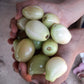 White Jamun Live Plant (Syzygium cumini)