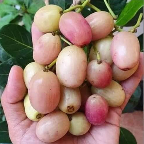White Jamun Live Plant (Syzygium cumini)