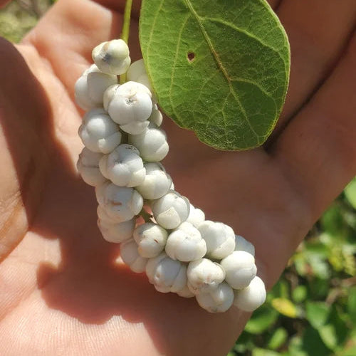 White Seagrape (Coccoloba spinescens) Live Plant