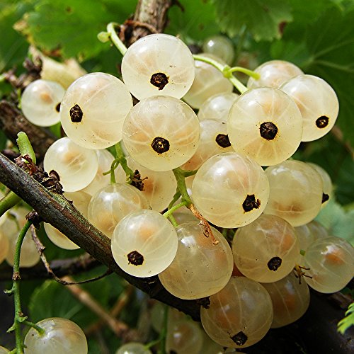 White Currant Live Plant ( Ribes rubrum)