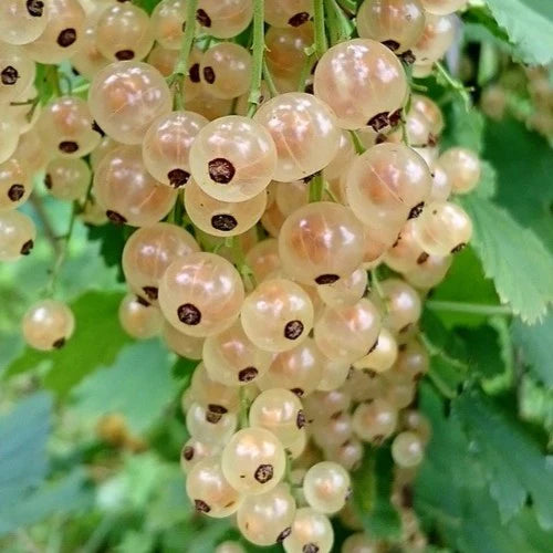 White Currant Live Plant ( Ribes rubrum)