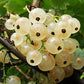 White Currant Live Plant ( Ribes rubrum)