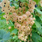 White Currant Live Plant ( Ribes rubrum)