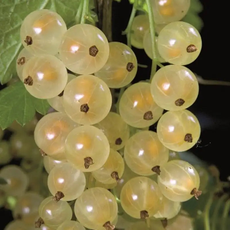 White Currant Live Plant ( Ribes rubrum)