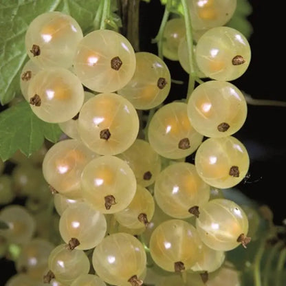 White Currant Live Plant ( Ribes rubrum)